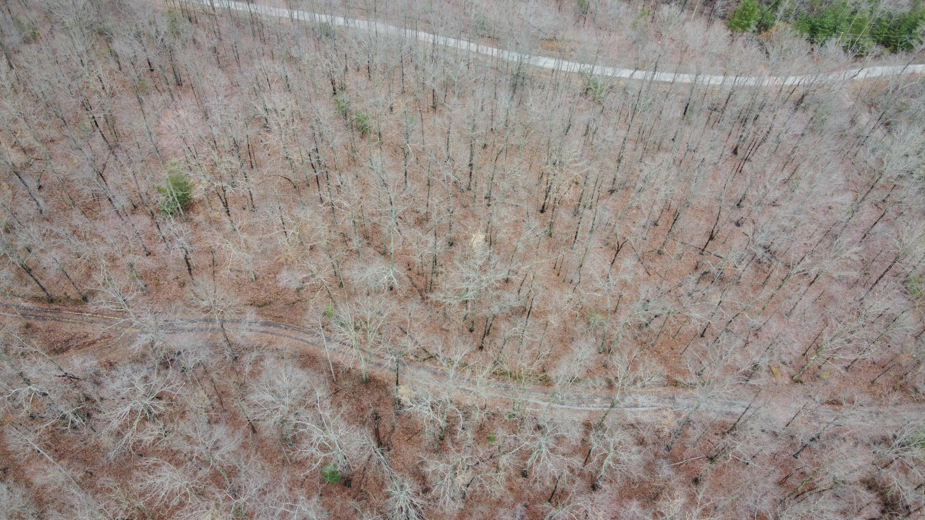 Park Road Huntsville, TN 37756 - Photo 5 of 6 DJI_0200