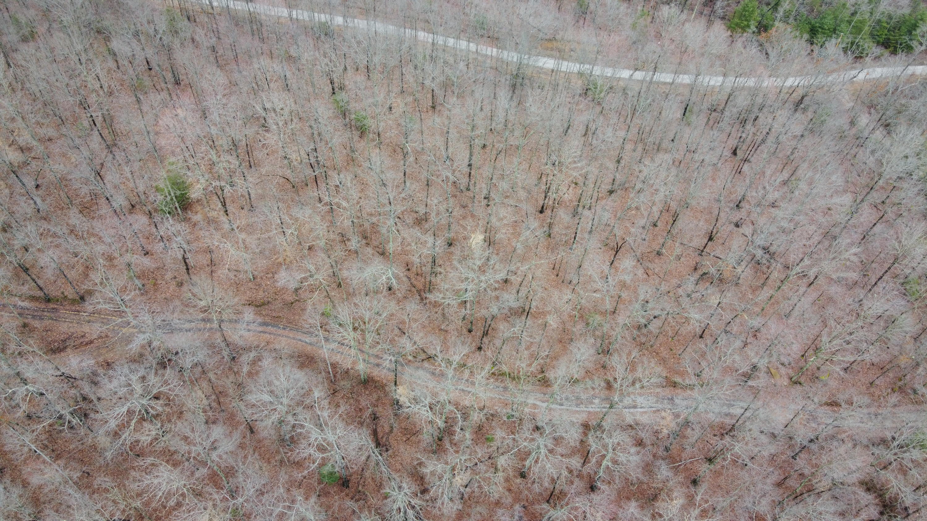 Park Road Huntsville, TN 37756 - Photo 6 of 6 DJI_0201