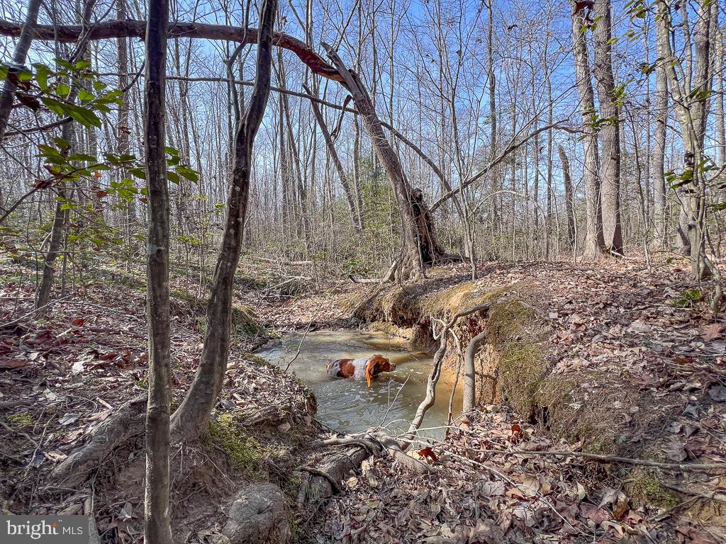 49.26-acres Jericho Road Ruther Glen, VA 22546 - Photo 12 of 40