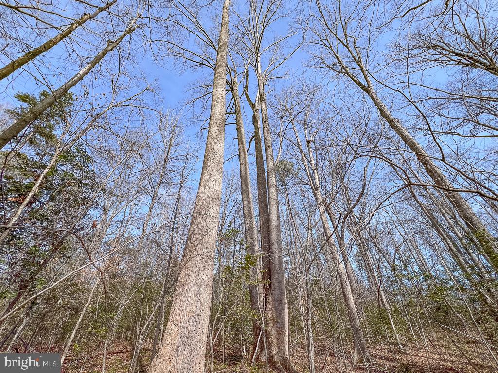 49.26-acres Jericho Road Ruther Glen, VA 22546 - Photo 13 of 40 a backyard of a house