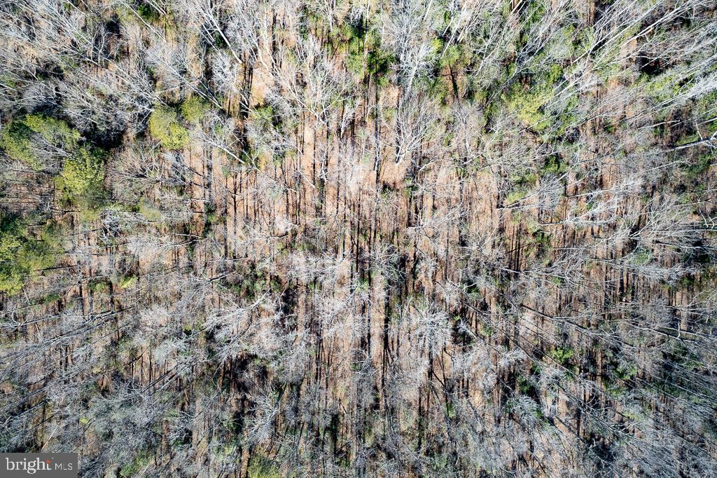 49.26-acres Jericho Road Ruther Glen, VA 22546 - Photo 15 of 40 a view of a tree