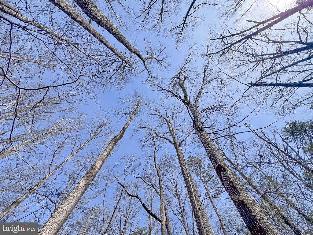 49.26-acres Jericho Road Ruther Glen, VA 22546 - Photo 16 of 40 a backyard of a house