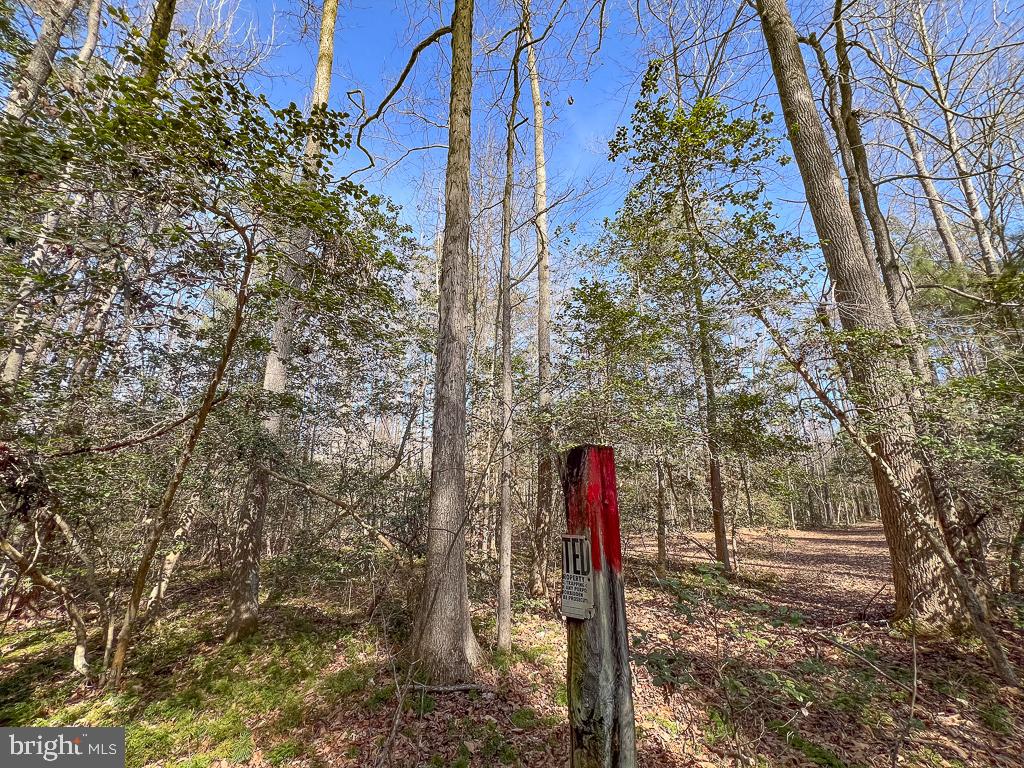 49.26-acres Jericho Road Ruther Glen, VA 22546 - Photo 20 of 40 a flag is sitting in the middle of a forest