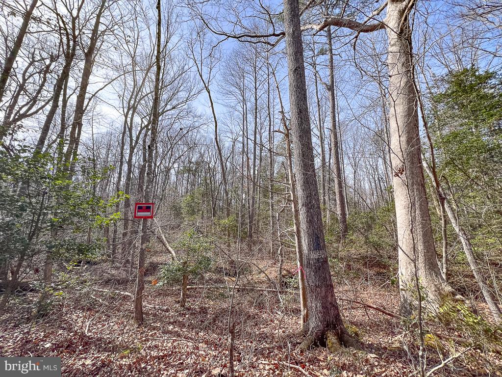 49.26-acres Jericho Road Ruther Glen, VA 22546 - Photo 22 of 40 a flag is sitting in the middle of forest