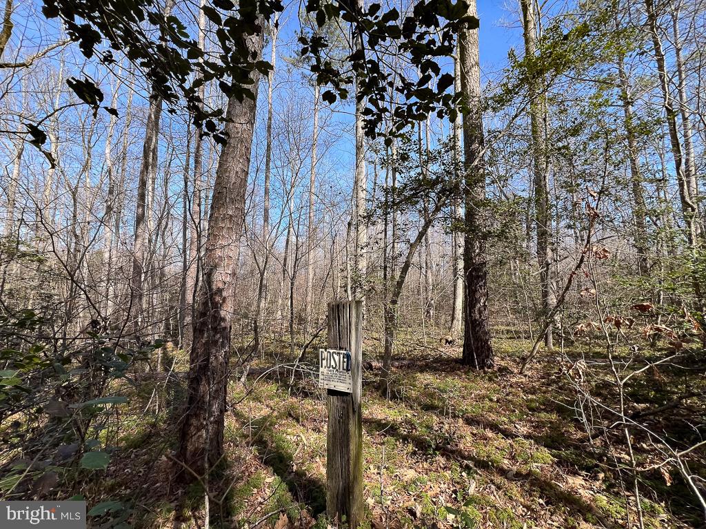 49.26-acres Jericho Road Ruther Glen, VA 22546 - Photo 23 of 40 a view of a forest