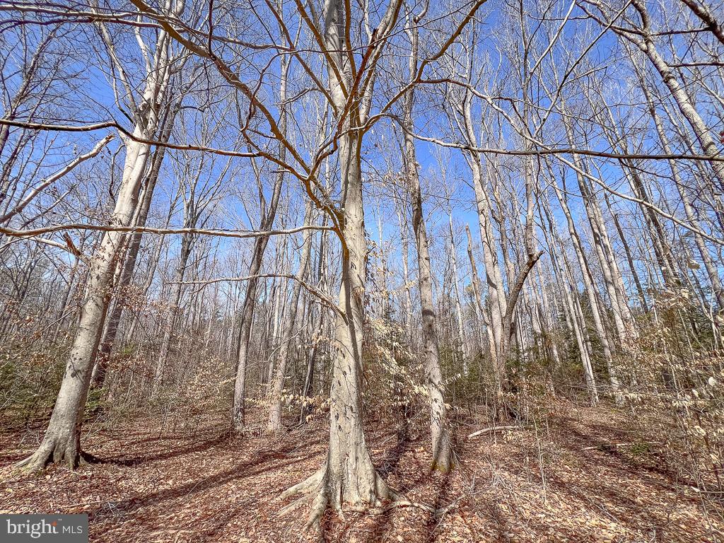 49.26-acres Jericho Road Ruther Glen, VA 22546 - Photo 25 of 40 a backyard of a house