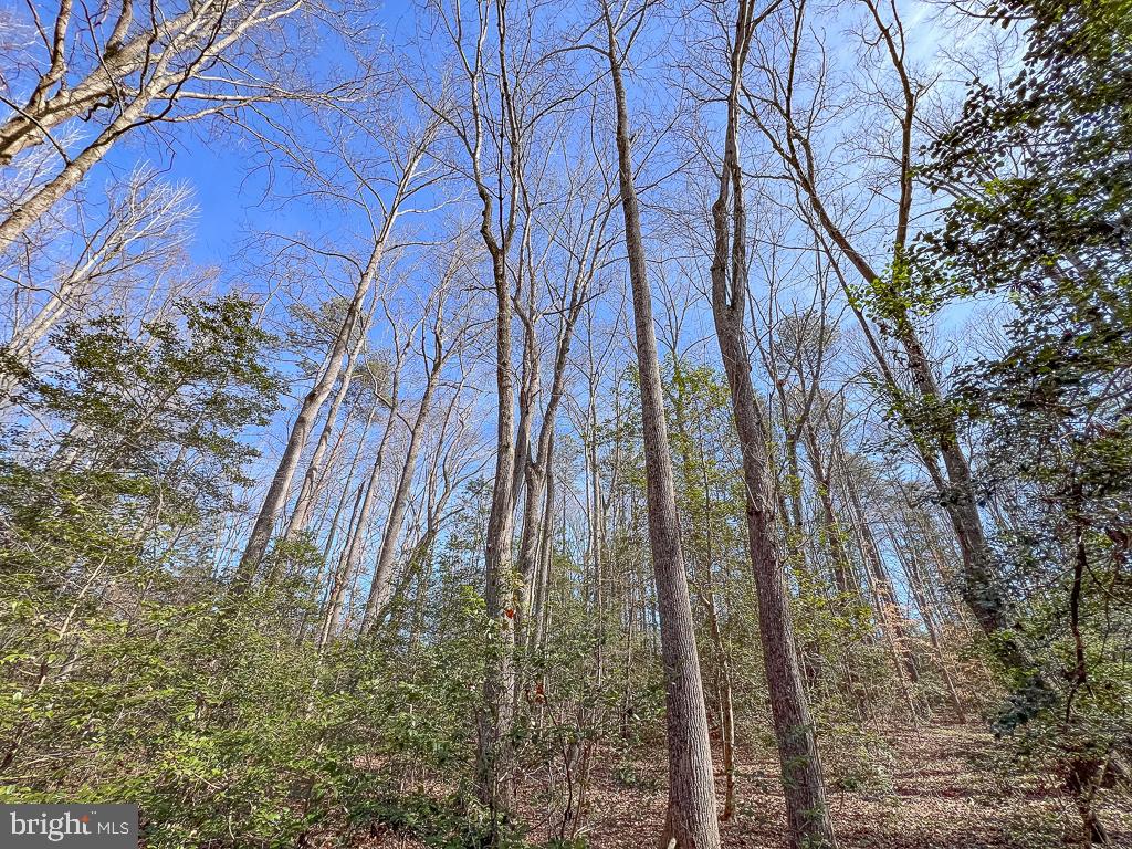 49.26-acres Jericho Road Ruther Glen, VA 22546 - Photo 31 of 40 a backyard of a building