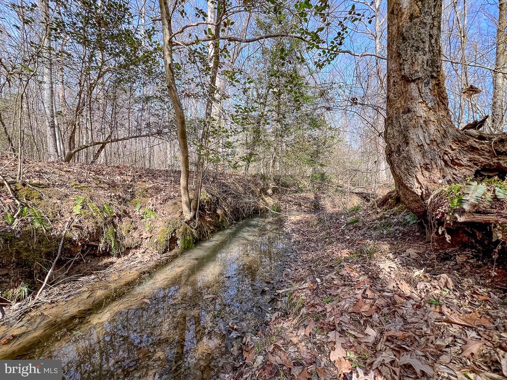 49.26-acres Jericho Road Ruther Glen, VA 22546 - Photo 39 of 40 a view of a yard with lots of trees