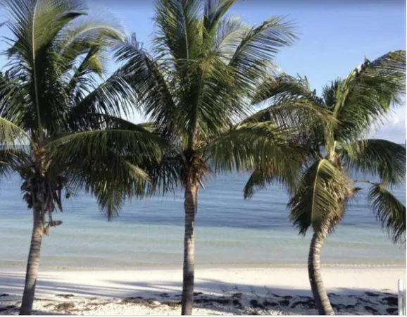 a view of and palm trees
