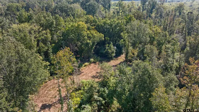 a view of a forest with a tree