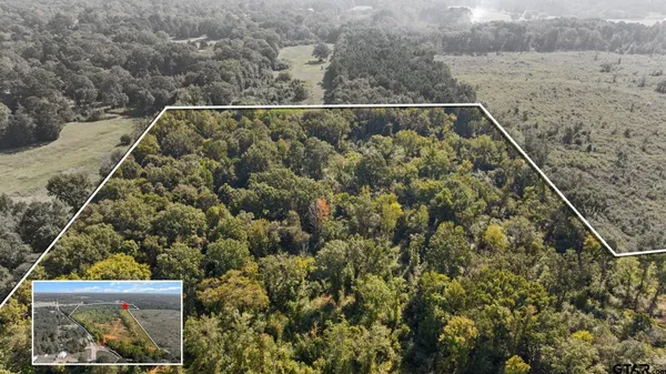 a view of a forest