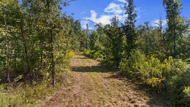 a view of a yard with plants and large trees