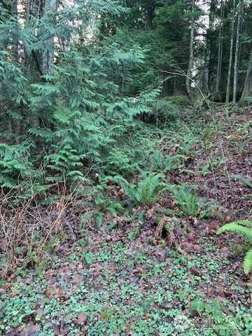 a view of a garden with plants and large trees