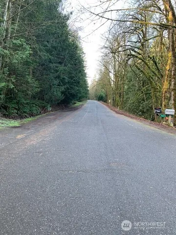 a view of a forest with a tree