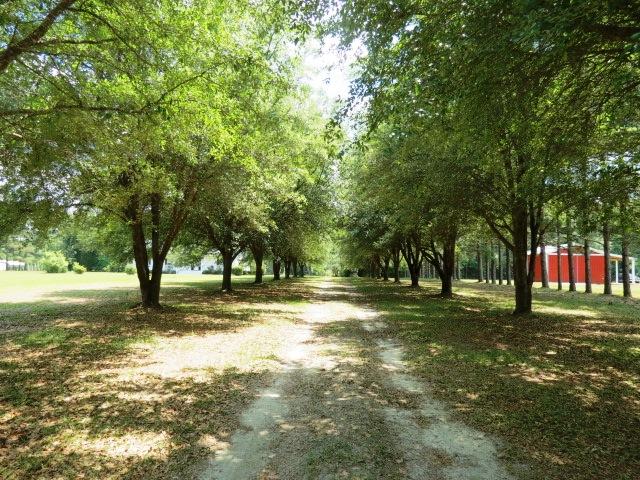 451 Campbell Road Ridgeville, SC 29472 - Photo 22 of 29 451 Driveway