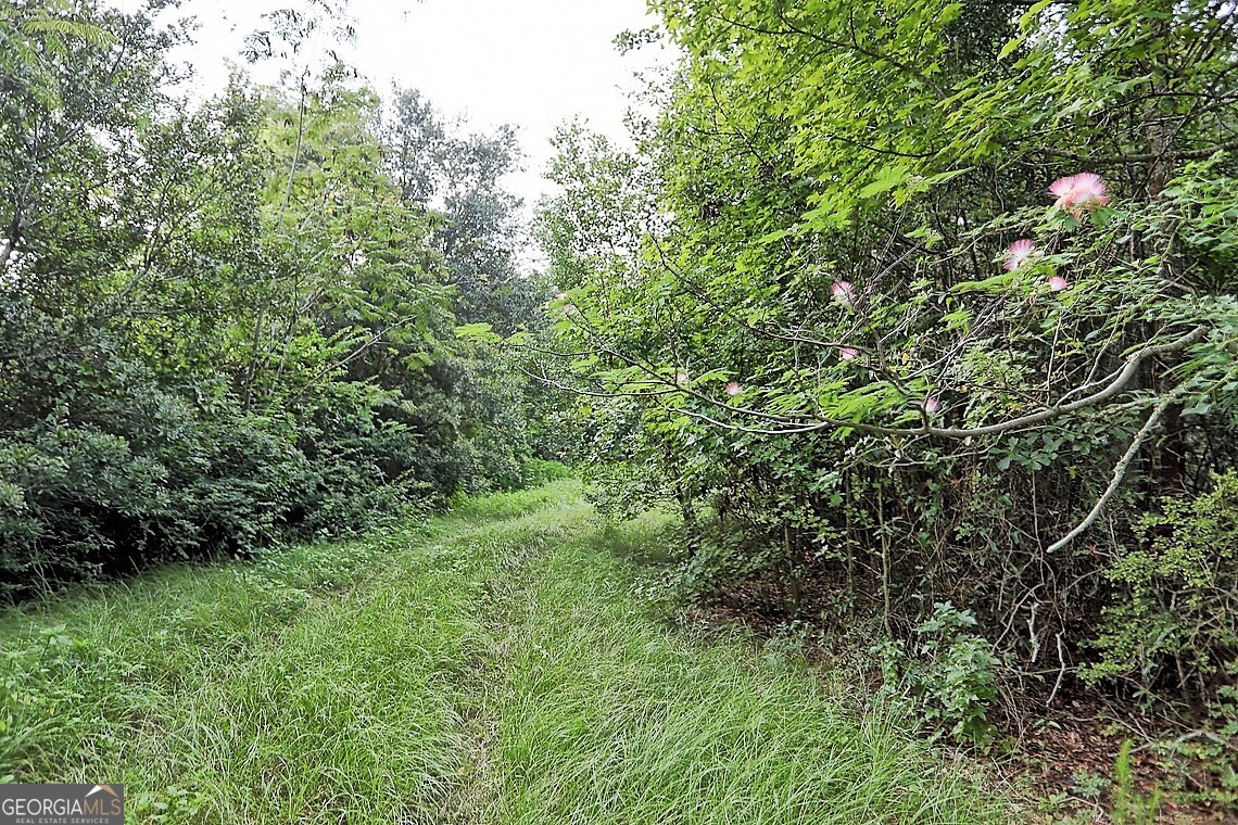181 Burton Road Savannah, GA 31405 - Photo 11 of 18 a view of a lush green forest