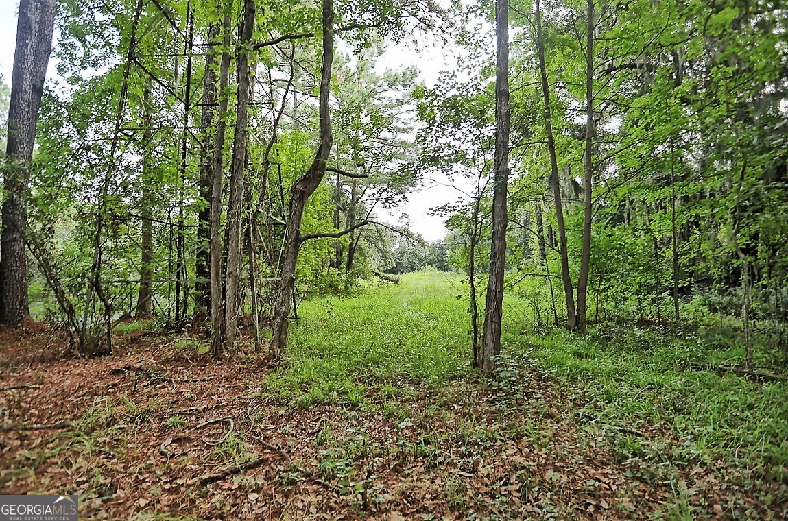 181 Burton Road Savannah, GA 31405 - Photo 12 of 18 a view of a forest with lots of trees