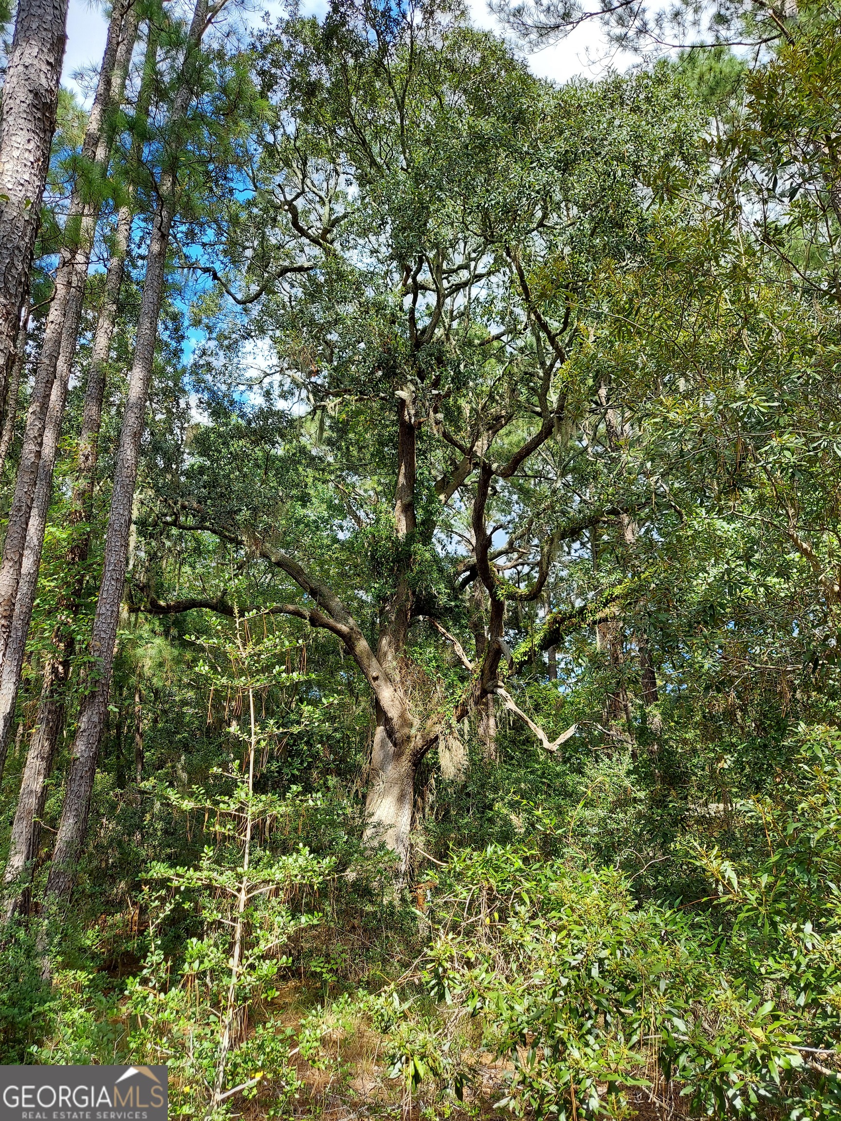 181 Burton Road Savannah, GA 31405 - Photo 17 of 18 a view of a tree