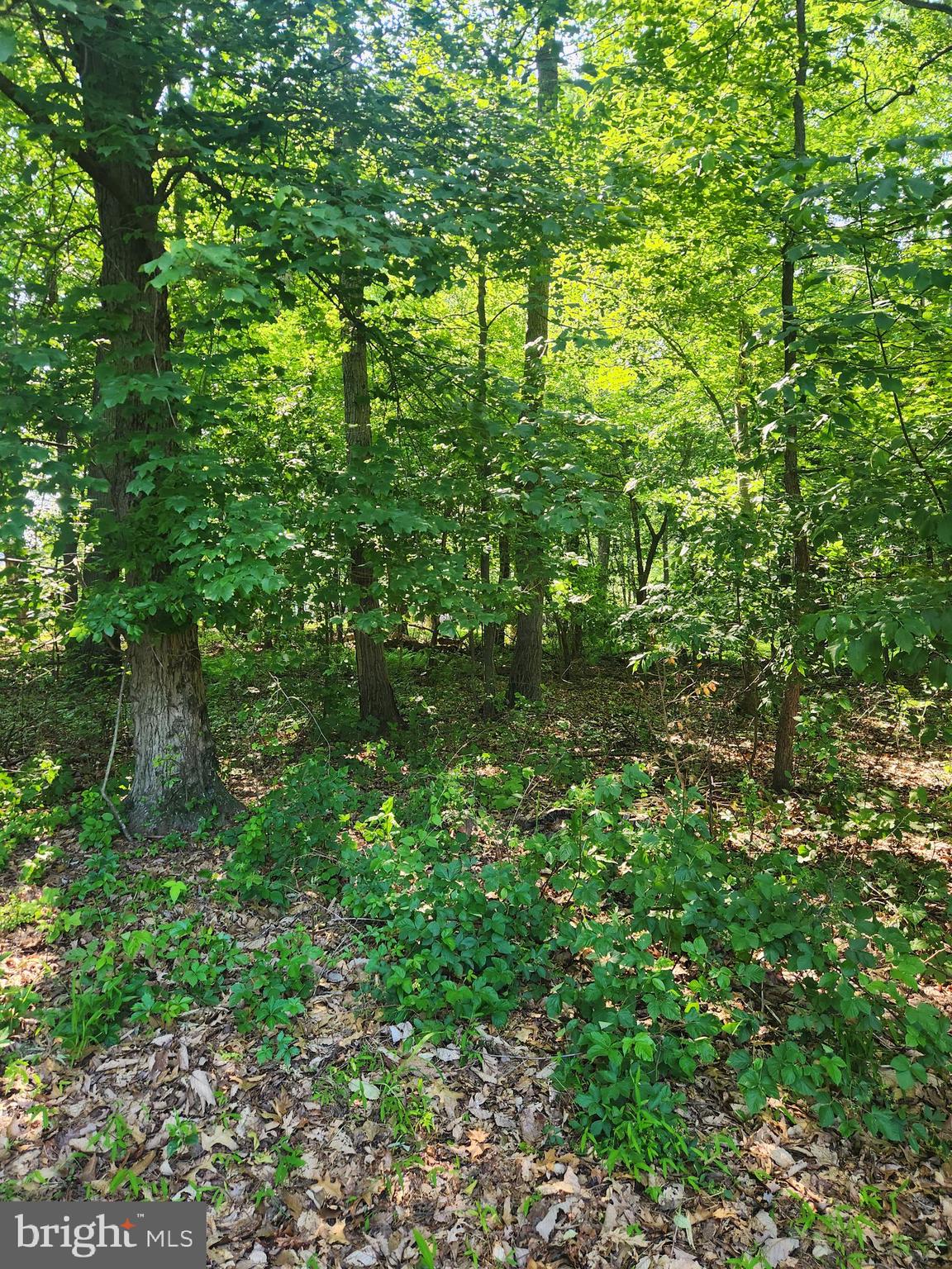 3977 Street Road Street, MD 21154 - Photo 6 of 8 Gallery Image 6