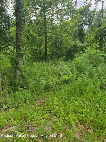 a view of a lush green space