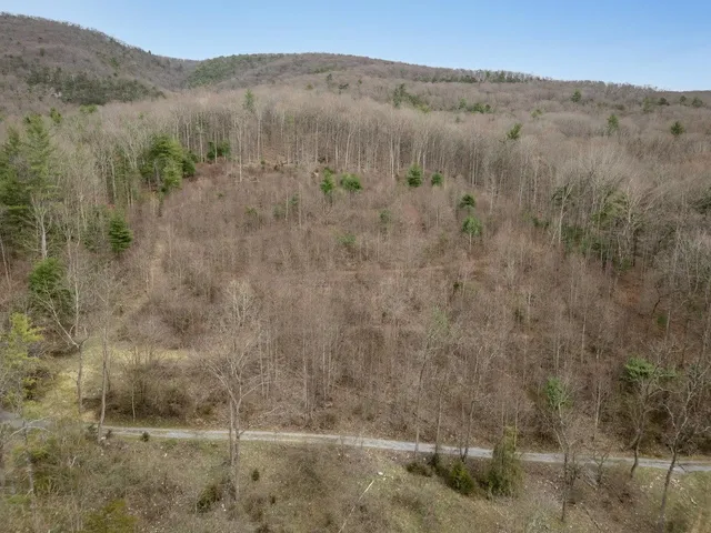 a view of a dry yard in a forest