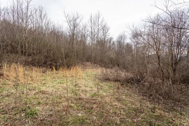 a view of backyard with green space