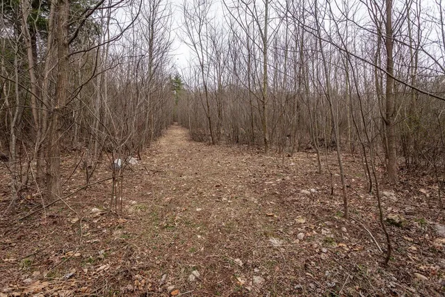 a view of backyard with tree