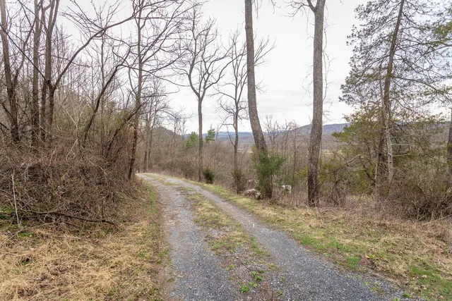 a view of a dry yard with trees