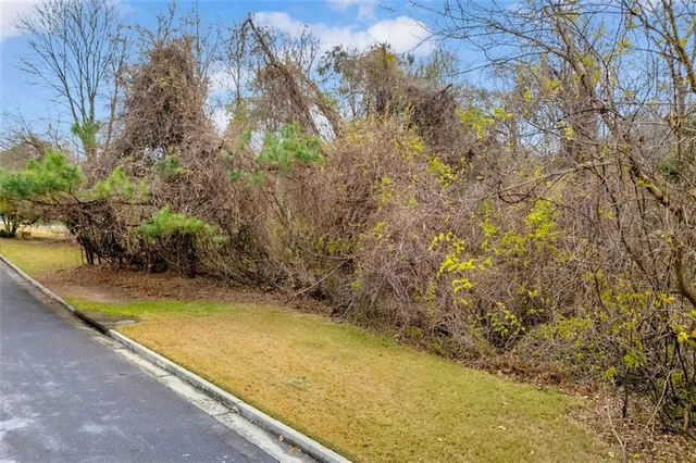 a view of a forest with trees