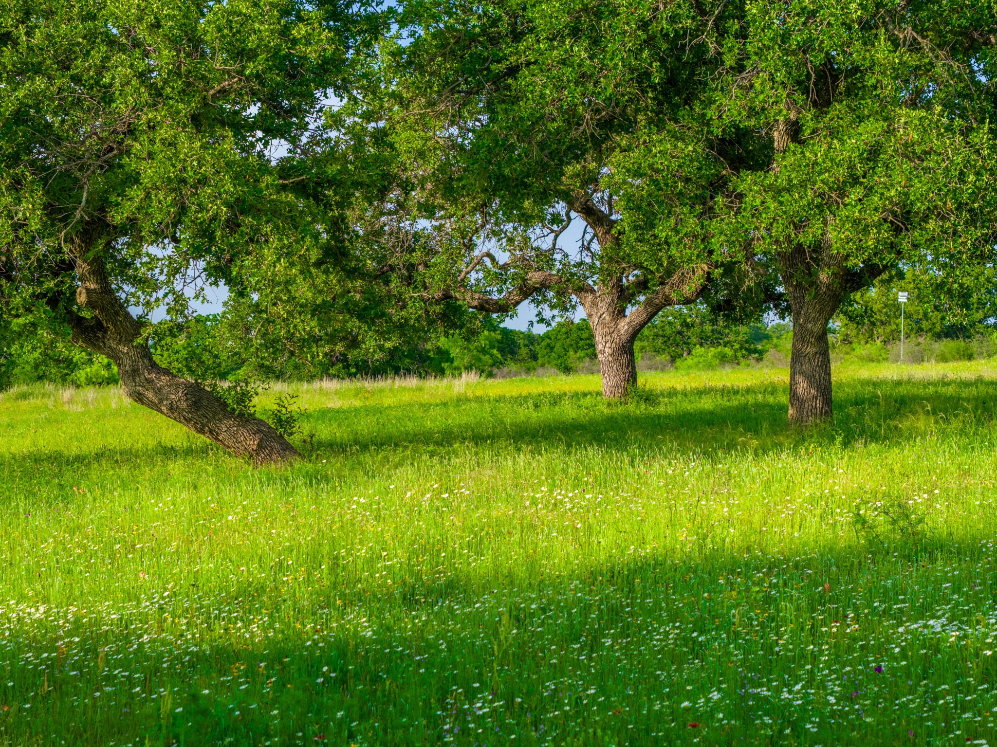 11079 Cr 266 Rochelle Tx 76872 Rochelle, TX 76872 - Photo 33 of 40 Expansive open field featuring mature trees and a vibrant green lawn with scattered white wildflowers
