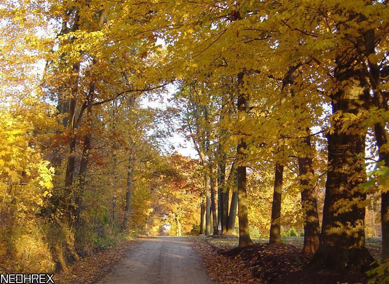14885 Durkee Road Burton, OH 44021 - Photo 25 of 25 House is off to the right, one of the prettiest roads any season.