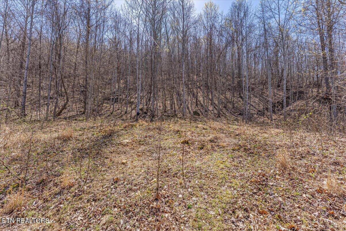 422 Crooked Branch Road Huntsville, TN 37756 - Photo 27 of 35 37-2nd Clearing A1