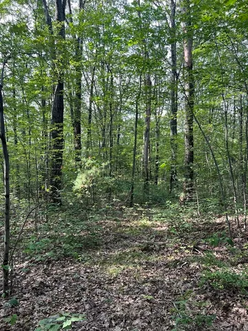 a big yard with lots of green space and trees