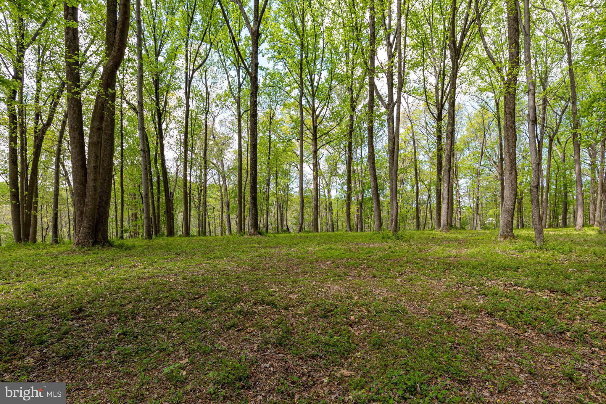 2310 Putnam Road Forest Hill, MD 21050 - Photo 18 of 90 Lush green forest under a clear sky.