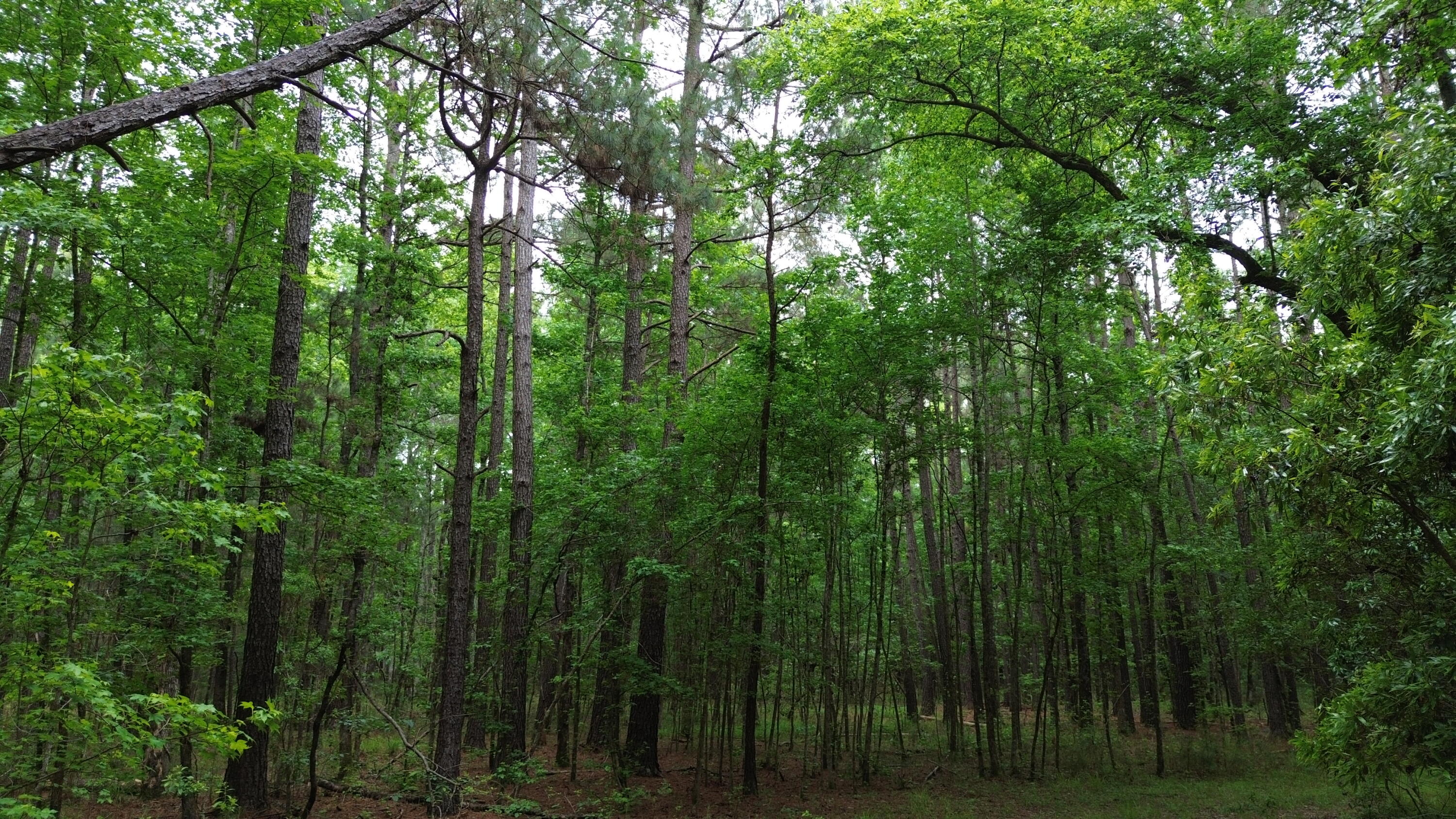 0 Pineview Farm Rd Lane Lane, SC 29564 - Photo 13 of 18 DJI_0354