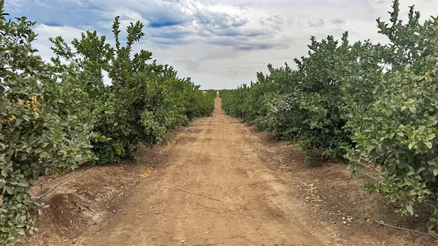 a view of a pathway with a yard