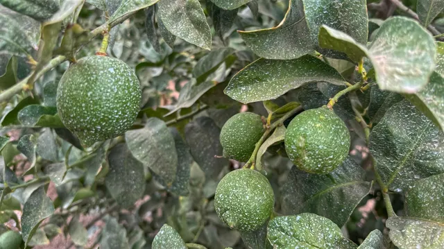 a close up of a plant in a garden