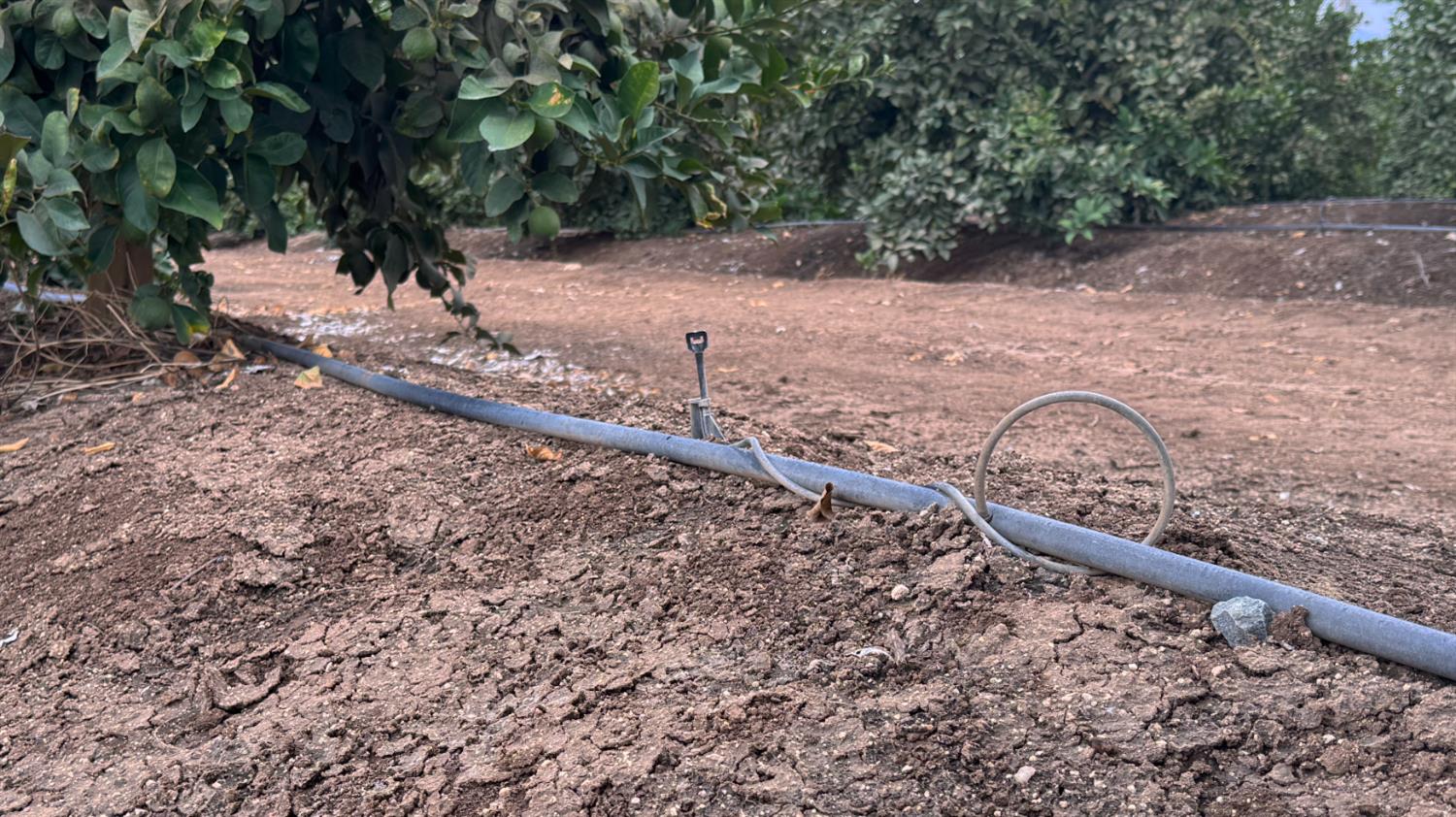 265 Road 240 Ducor, CA 93218 - Photo 14 of 25 a view of a yard with a tree