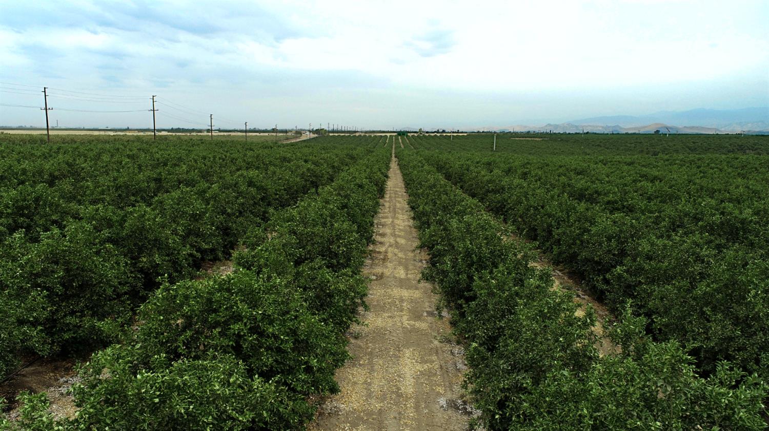 265 Road 240 Ducor, CA 93218 - Photo 6 of 25 a view of a green field