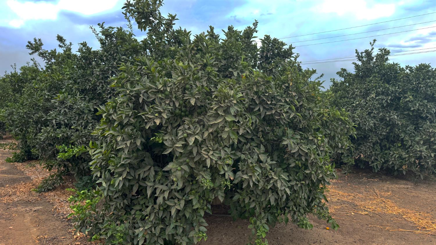 265 Road 240 Ducor, CA 93218 - Photo 7 of 25 an aerial view of multiple house