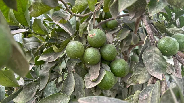 a view of banana tree