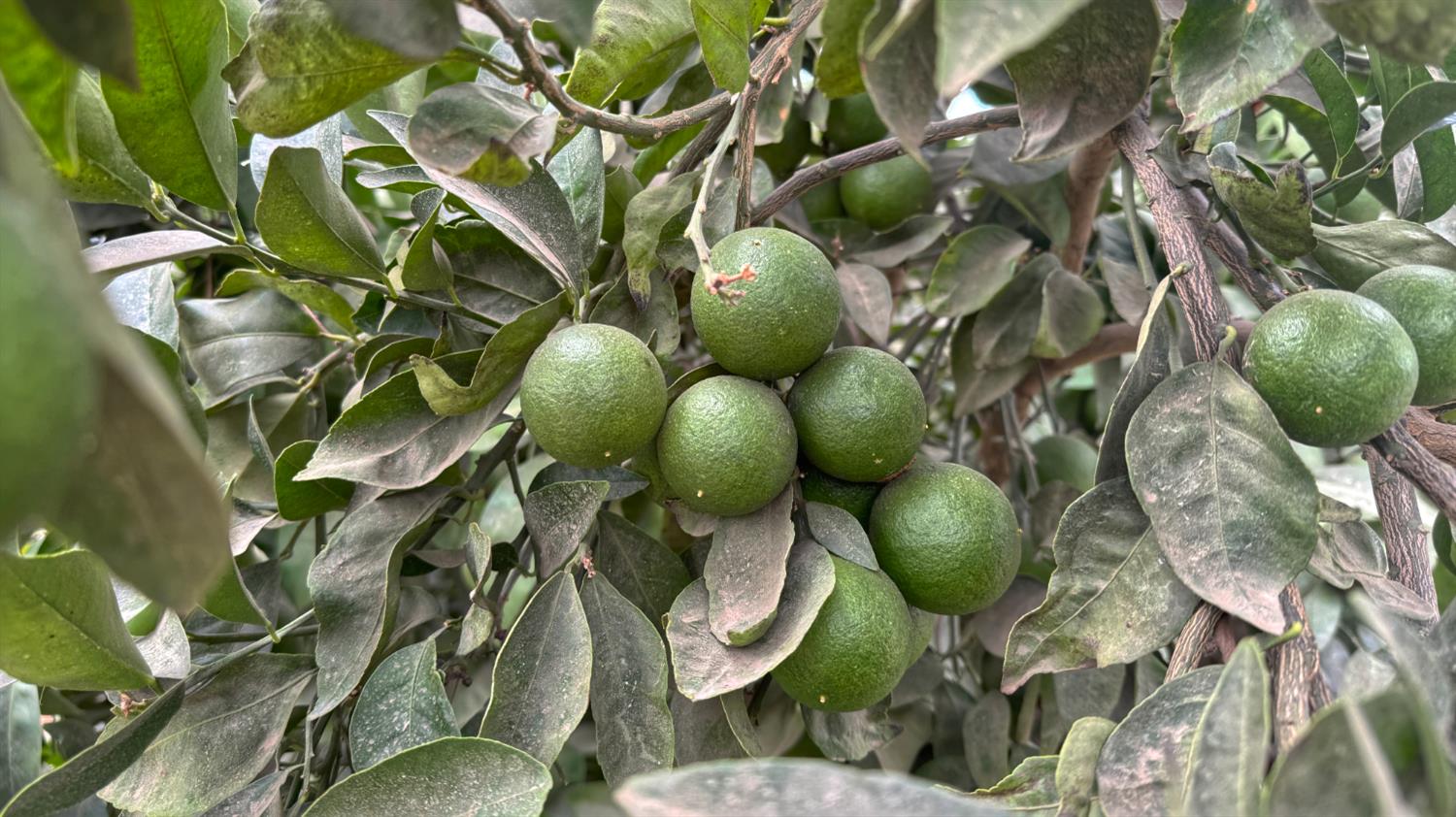 265 Road 240 Ducor, CA 93218 - Photo 8 of 25 a view of banana tree