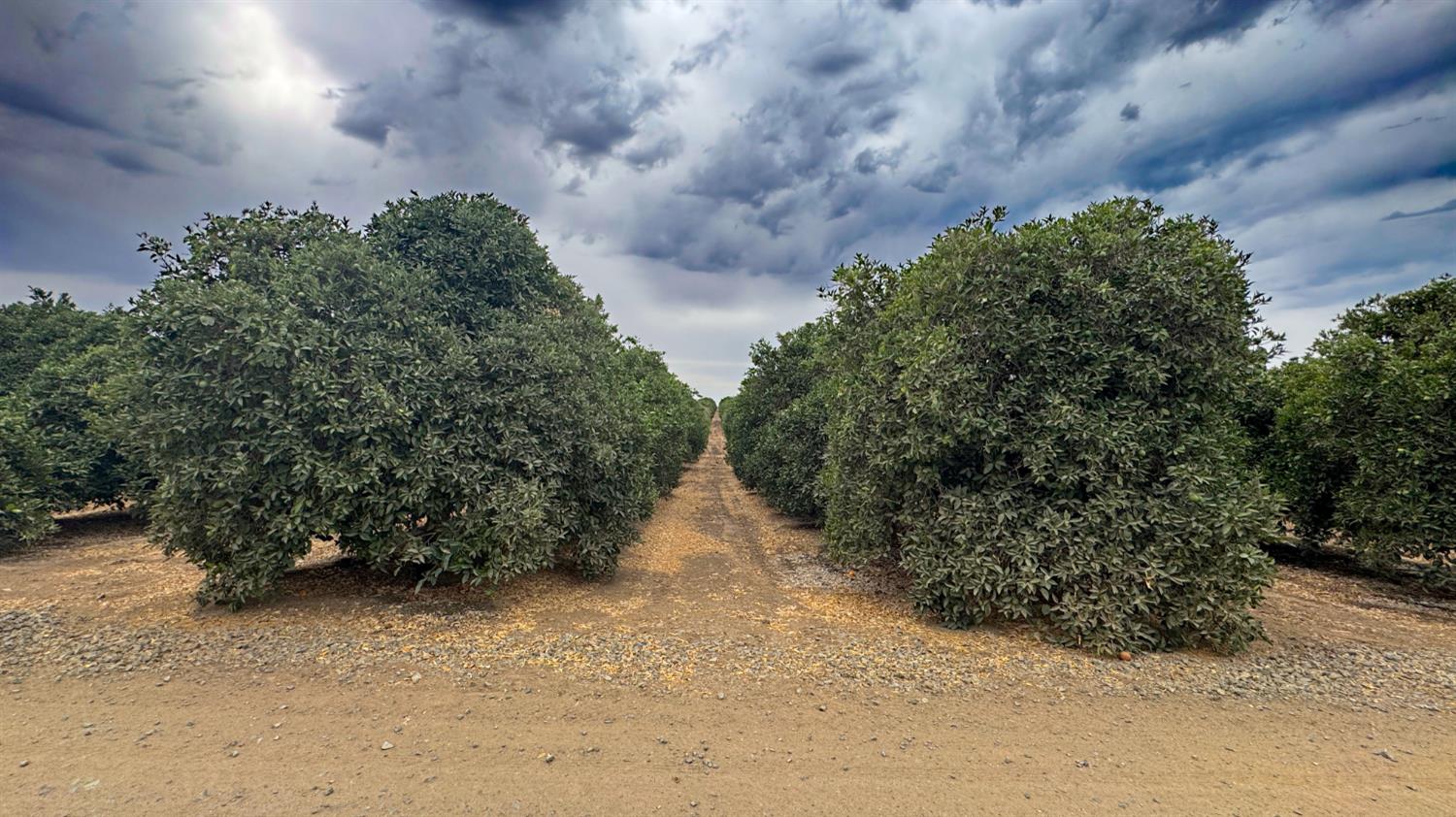 265 Road 240 Ducor, CA 93218 - Photo 9 of 25 a view of outdoor space and yard