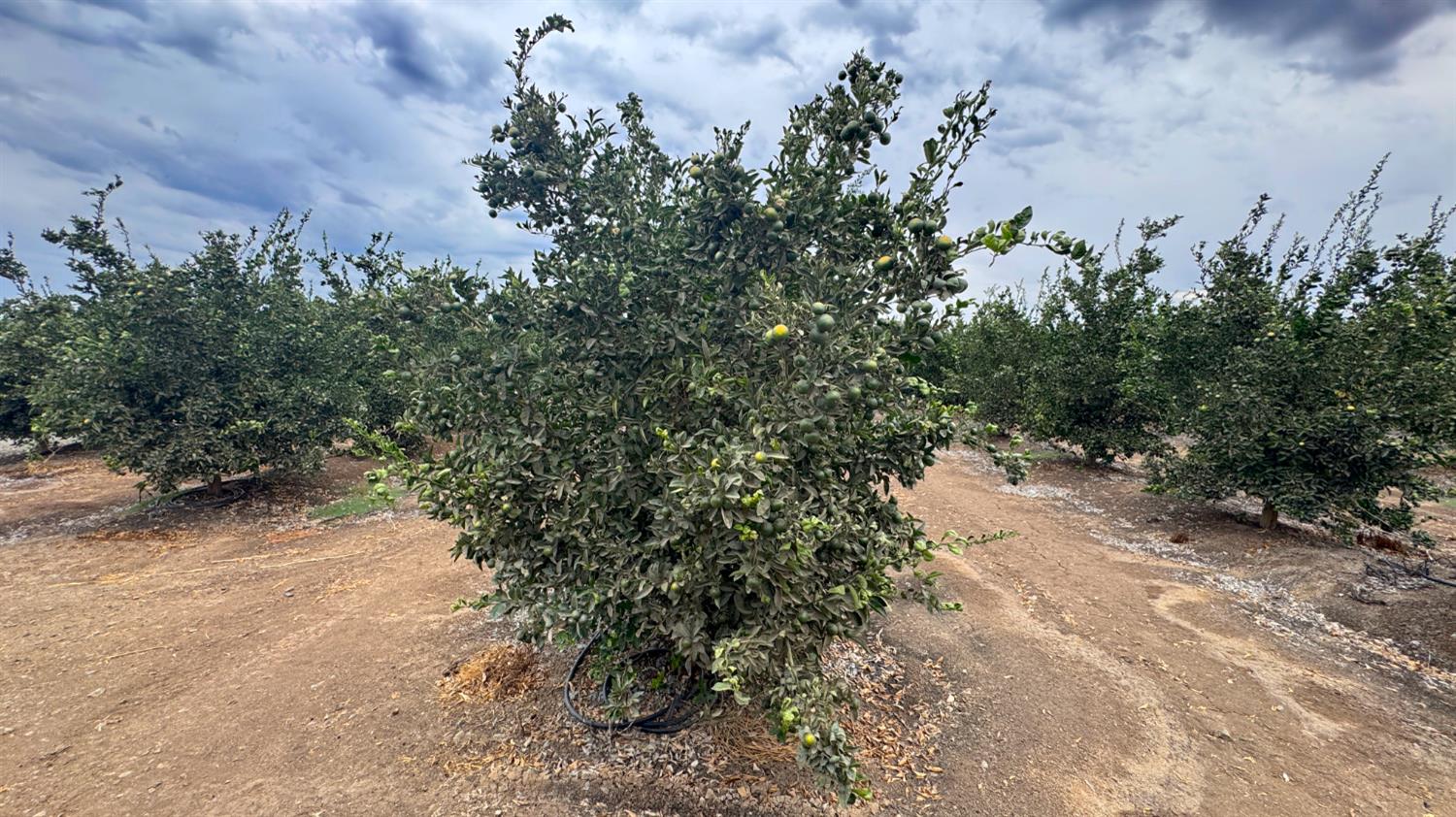265 Road 240 Ducor, CA 93218 - Photo 10 of 25 a view of a yard with plants and a tree