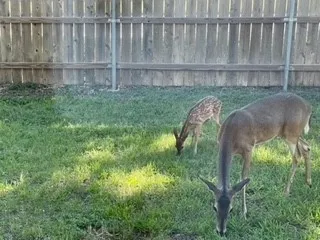 a backyard of a house with table and chairs