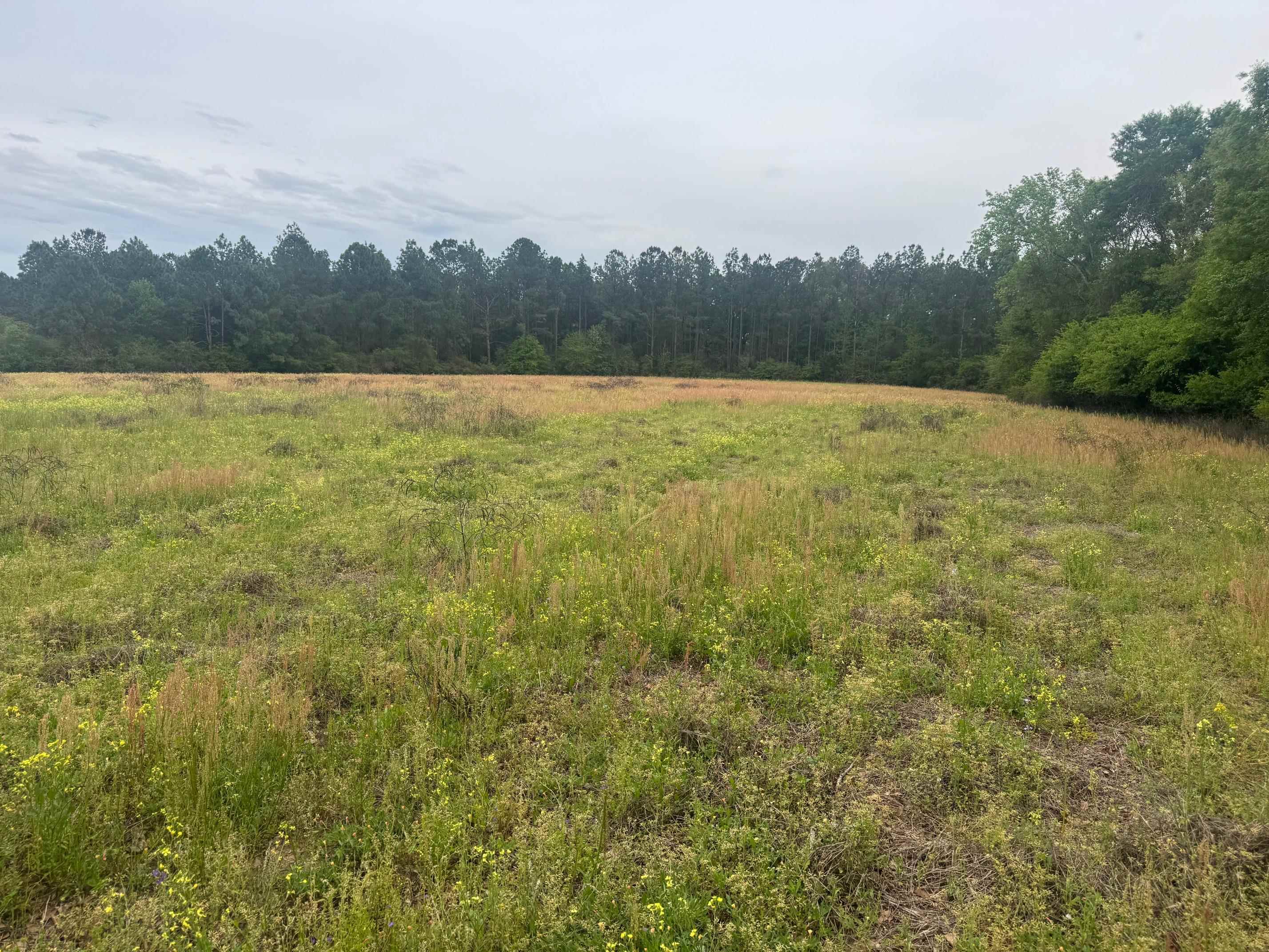 0 Co Road Andalusia, AL 36420 - Photo 14 of 34 Gallery Image 14