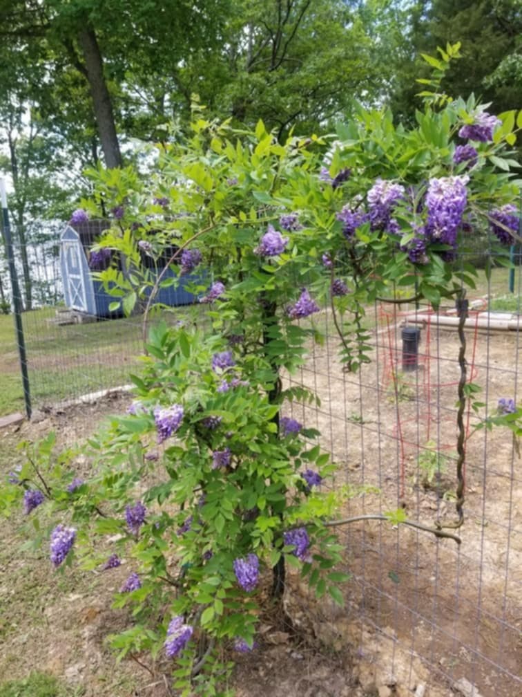 439 Bluff Road Big Sandy, TN 38221 - Photo 84 of 86 a small yard with flowers and tree