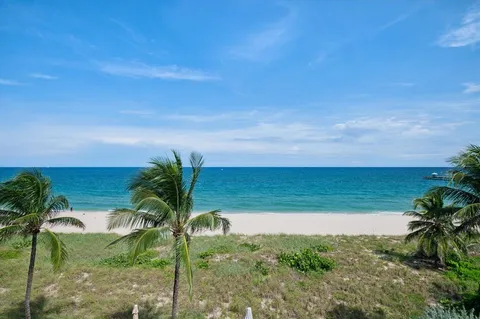 a view of a palm plant from a yard