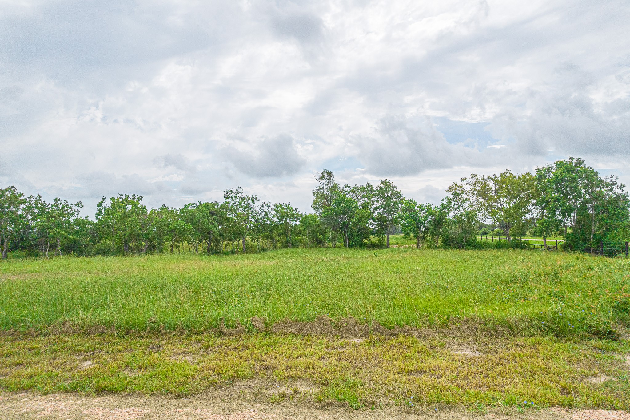 15-acres Bernardo Road Cat Spring, TX 78933 - Photo 7 of 11 a view of a field with an trees in the background