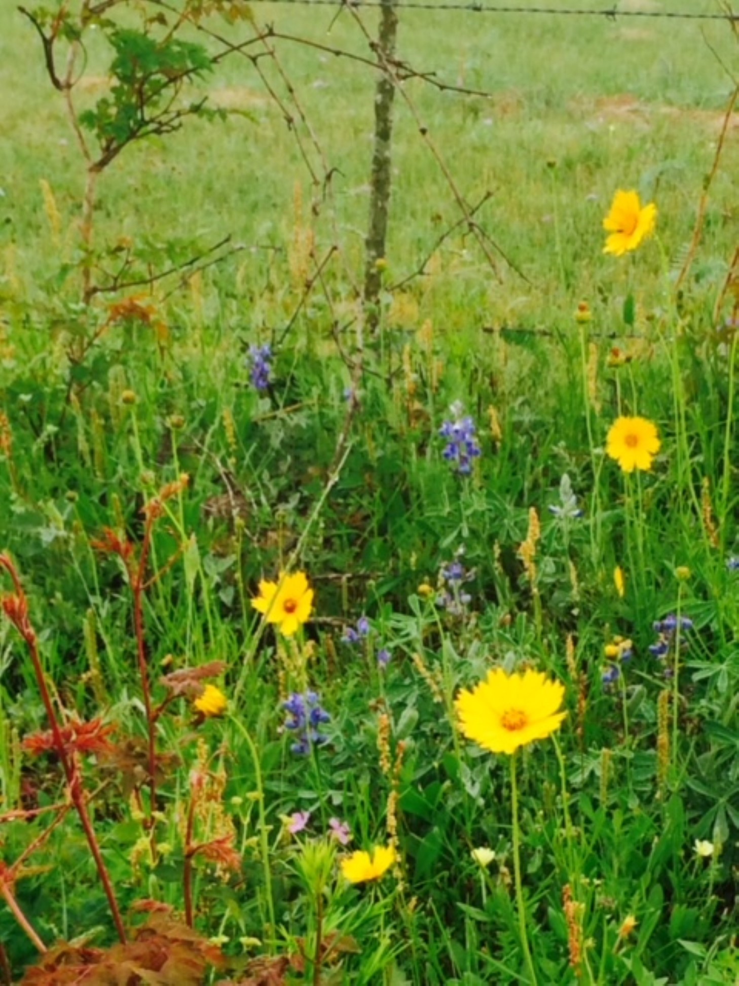 15-acres Bernardo Road Cat Spring, TX 78933 - Photo 10 of 11